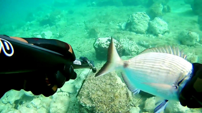 Spearfishing White Sea Bream / Zıpkınla Sargoz Avı