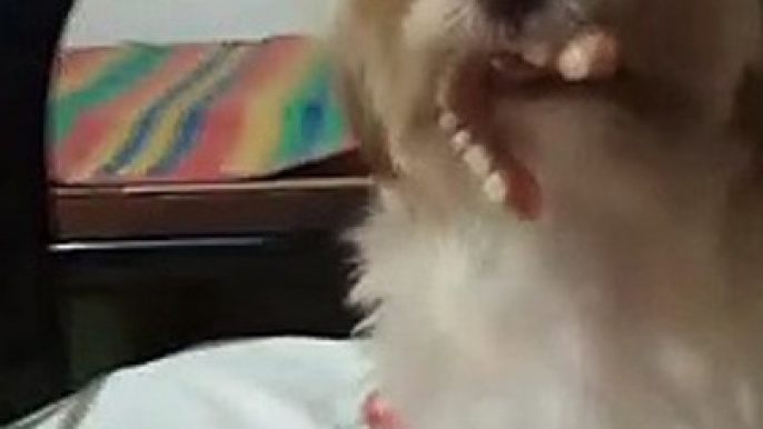 Small Dog Finds Missing Dentures