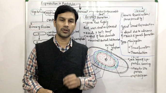 Reproduction in Bacteria Part-1(Asexual,Vegetative) Binary Fission,Budding & Spore Formation