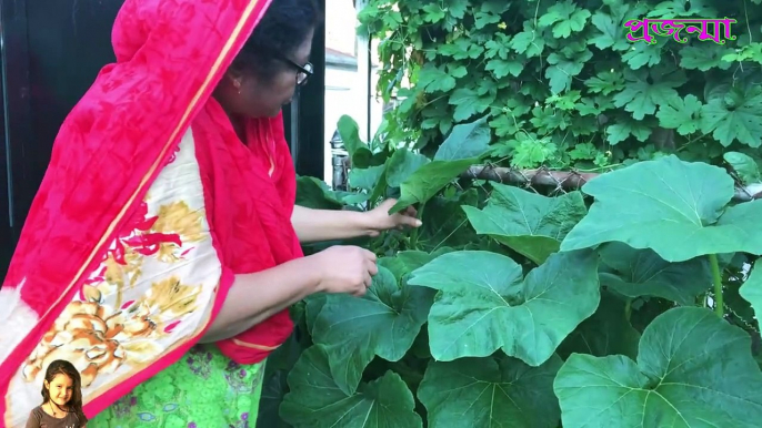 নিজের  সবজি বাগান থেকে মিষ্টি কুমড়ো ও শাঁক তুললাম । Vegetable Garden । Jiboner Golpo । Prozonma