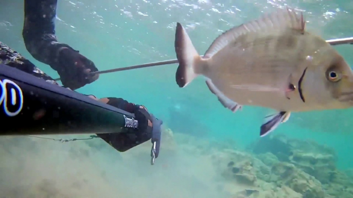 Spearfishing White Sea Bream / Zıpkınla Sargoz Avı