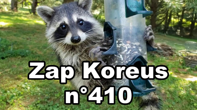 Zap Koreus n°410