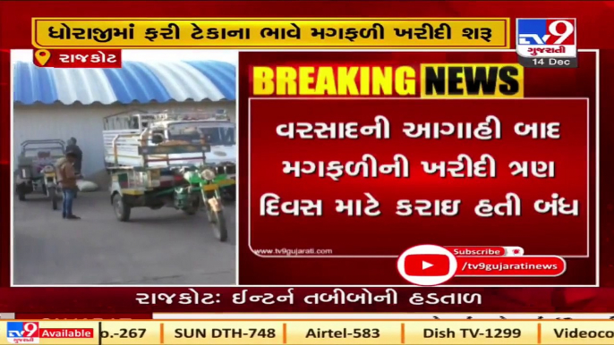 Process of procuring groundnut at MSP resumes at Dhoraji marketing yard in Rajkot   TV9News