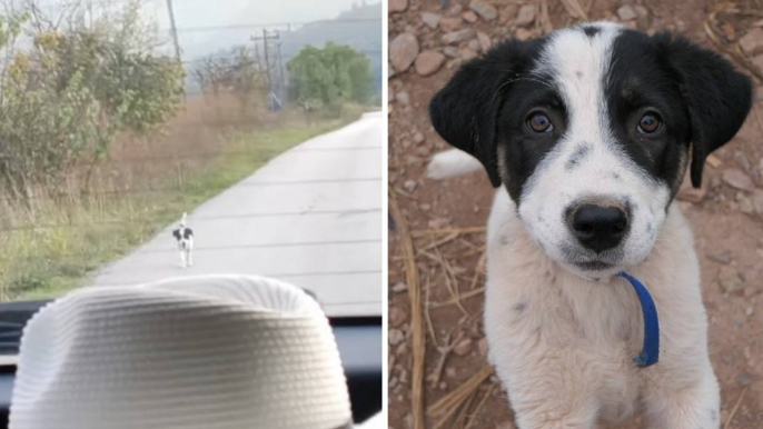 Un jeune chiot sort de nulle part et se met à courrir après sa voiture...