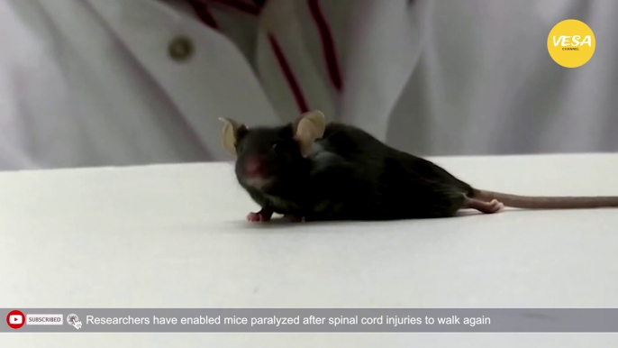 Researchers have enabled mice paralyzed after spinal cord injuries to walk again