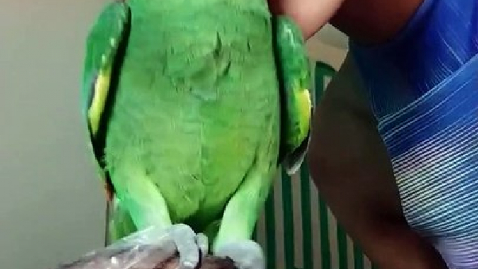 Ornery Parrot Chuckles after a Peck