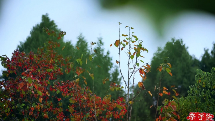 May the red, red persimmons bring you a happy, prosperous new year!