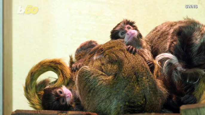 Triplet Baby Monkeys Are Born in the World’s Oldest Zoo