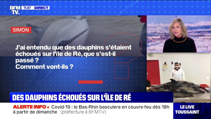 Pourquoi des dauphins se sont-ils échoués sur l'Île de Ré ? BFMTV répond à vos questions