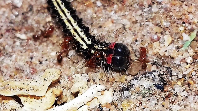 colourful worm | ants captured| insect documentary | wildlife documentary | ants life| worm life | rare worm| twinkle brilliance