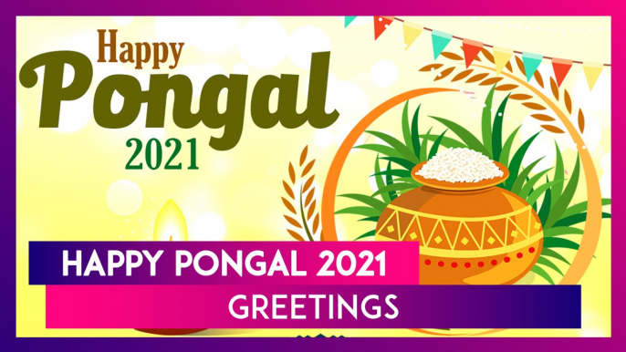 Happy Pongal 2021 Greetings, Messages, Quotes and Images to Celebrate Tamil Nadu\'s Harvest Festival