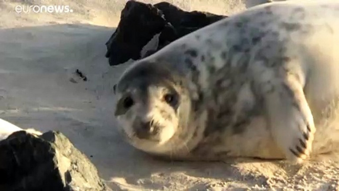 Neuer Geburtenrekord bei Kegelrobben auf Helgoland