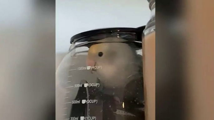 Elle retrouve son perroquet caché dans une cafetière