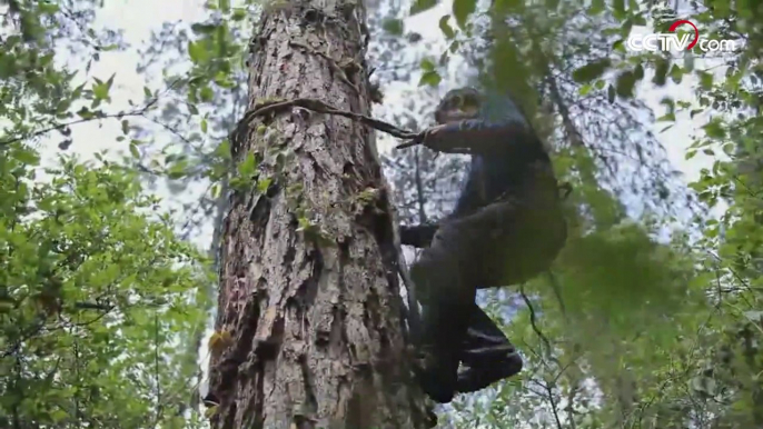 Un jeune tibétain grimpe, à mains nues, un arbre de 40 mètres de haut pour récolter le miel pour ses familles