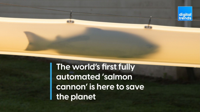 Fully Automated Salmon Cannon is Here to Save the Planet
