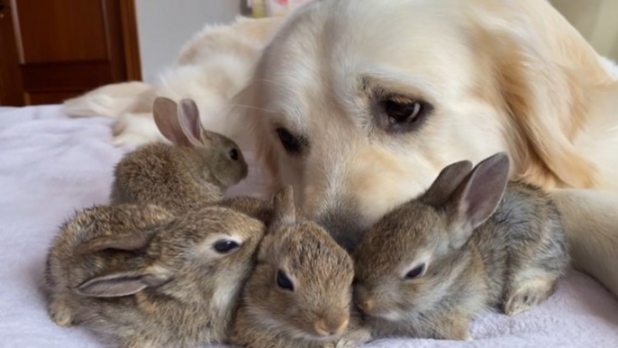 Ce golden retriever a développé une amitié forte avec cette portée de bébés lapins