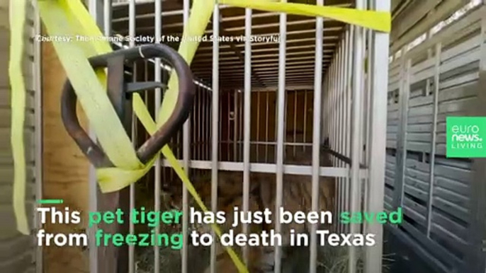 Pet tiger rescued during Texas freeze is rehomed in sanctuary