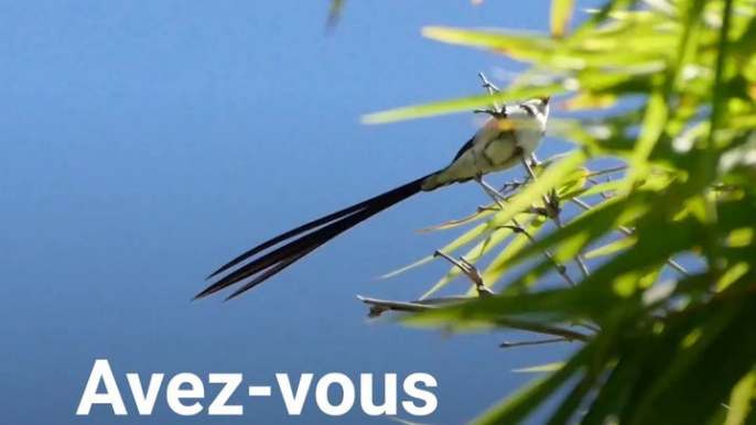 Quel est ce petit oiseau au bec rouge et à la longue queue noire ?