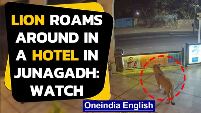 Lion caught on CCTV roaming around in a hotel in Gujarat's Junagadh| Oneindia News