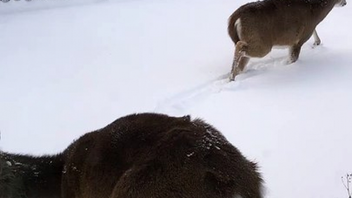Twin Fawns Frolic Through Thick Snow