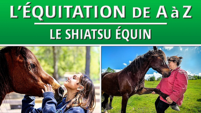 Le Shiatsu Équin : apporter une relaxation au cheval  | L'Équitation de A à Z