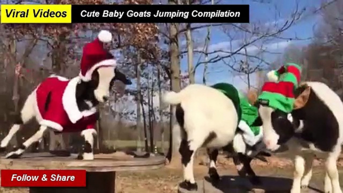 Cute Baby Goats Jumping Compilation 2021