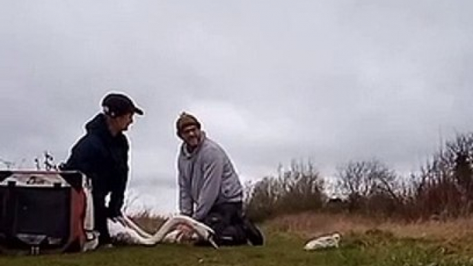 Swans rescued in Milton Keynes after being covered in oil
