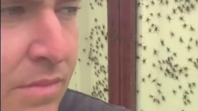 Des milliers d'araignées dangereuses envahissent les maison en Australie pour échapper aux inondations