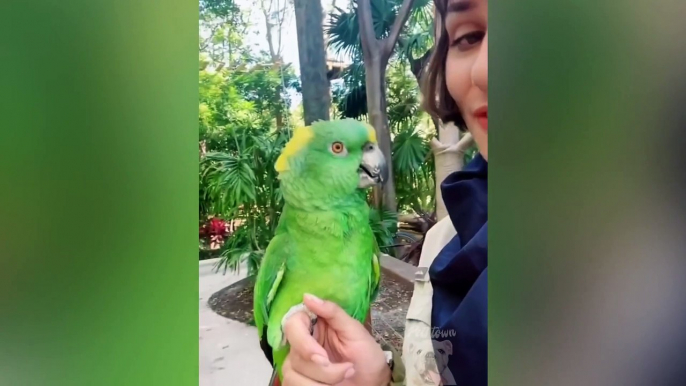 Parrot Talking  Smart And Funny Parrots Video  Pets Town