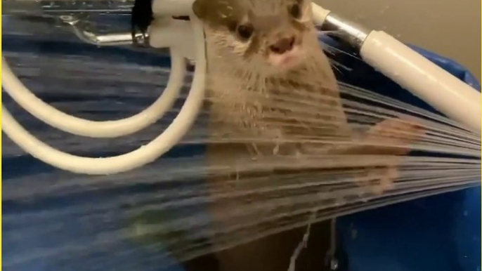 Otter take a bath so cute otters shower and Paly with water