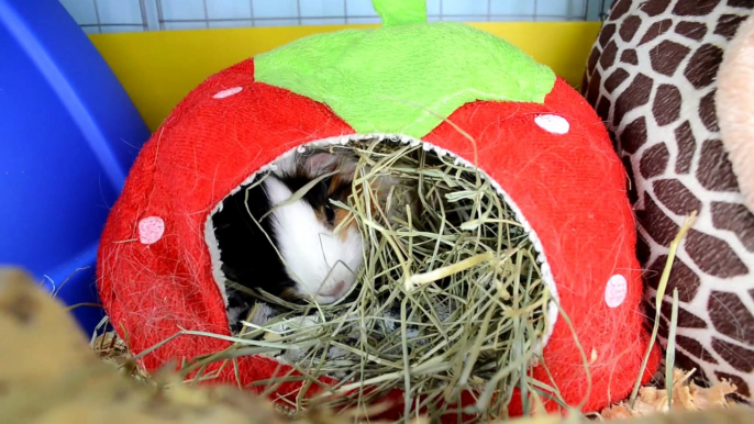 ROOM TOUR JAULA COBAYAS CYC DE TRES PISOS FEBRERO 2021 | GUINEA PIGS C&C CAGE TOUR | CUYO, COBAYO