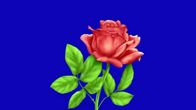 animated red rose || animated red rose animation #animated #rose #flowers  | blue screen videos | screen magic |