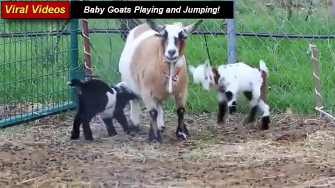 Baby Goats Playing and Jumping, Baby Goats Videos
