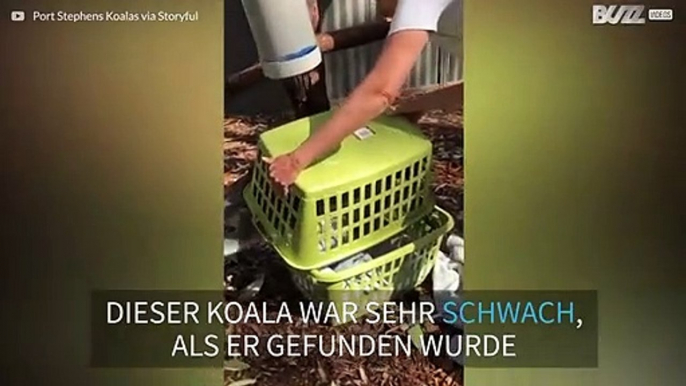 Geretteter Koala macht schnelle Genesung!