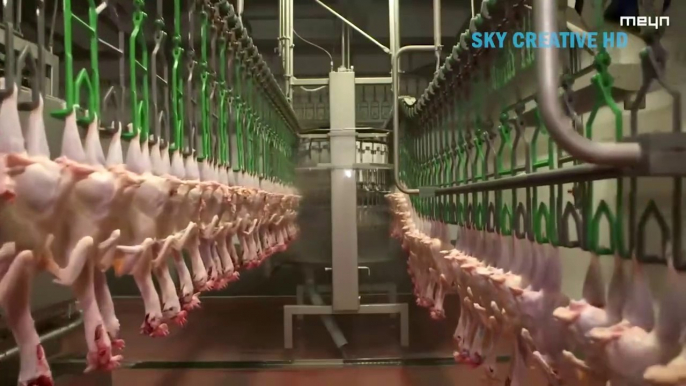 Incredible modern chicken processing factory. Amazing automatic poultry egg harvesting technology