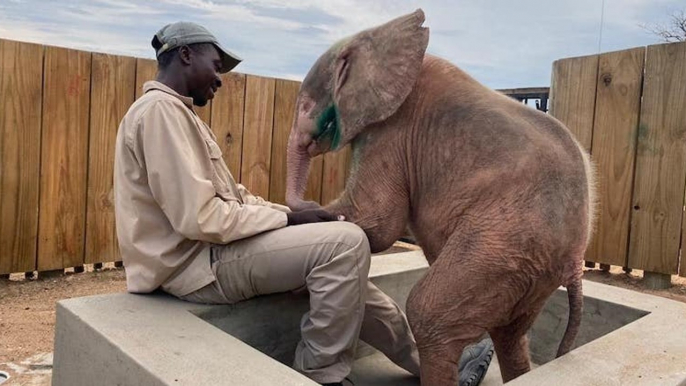 Afrique du Sud : des secouristes sauvent in extremis un éléphanteau albinos blessé par un piège à collet