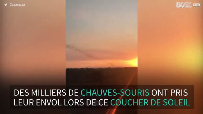 Des milliers de chauve-souris s’envolent durant un magnifique coucher de soleil