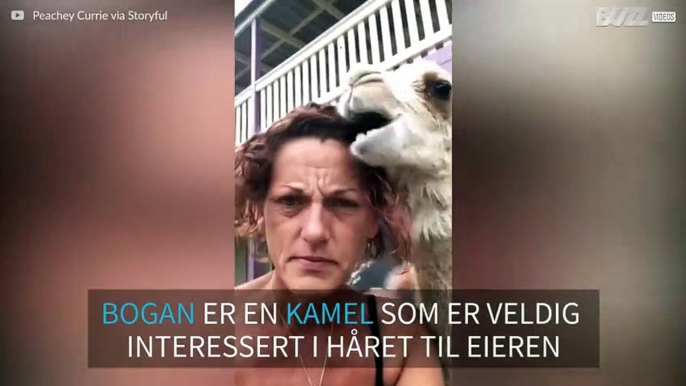 Denne kamelen elsker å spise på håret til eieren sin