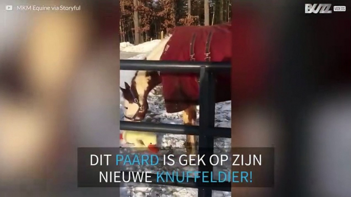 Dit paard is super blij met zijn nieuwe speeltje in de sneeuw!