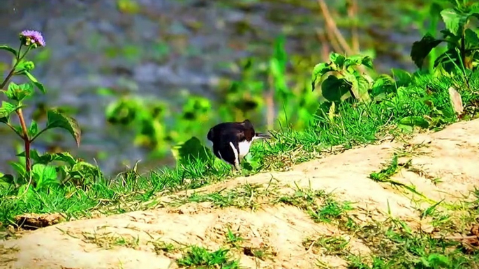 White-Browed Wagtail Bird | Indian Bird | Full HD