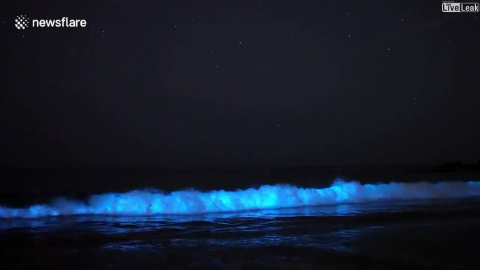 Images magnifiques de vagues bioluminescentes en Californie