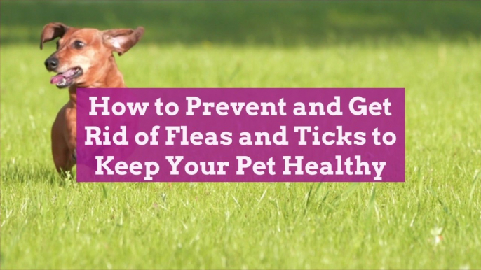 How to Prevent and Get Rid of Fleas and Ticks to Keep Your Pet Healthy