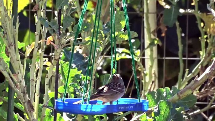 Easy Diy Bird Feeder Using Recycled Plastic Container - How To Make For Garden Birds & Hummingbirds