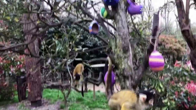 Easter Egg-Citement! Look at This Cute Footage of Animals at the London Zoo Doing an Easter Egg Hunt!