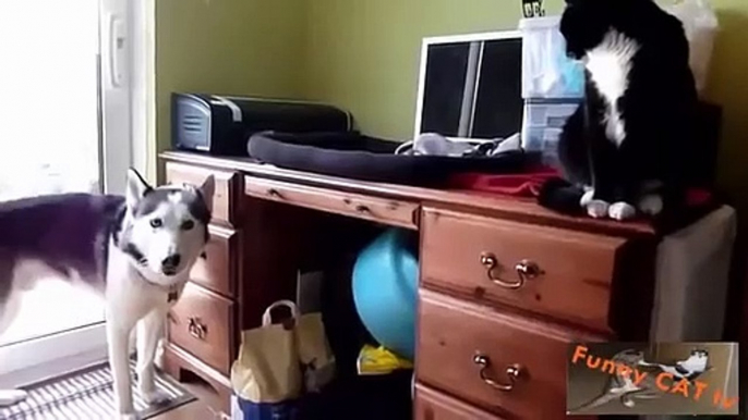Cats and Dogs Meeting Each other For The First Time