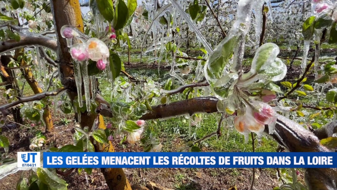 À la UNE : le froid d'avril menace les récoltes / L'excès d'affluence au centre de vaccination du CHU / Quels sont les sports autorisés pendant le confinement ? / Des balades personnalisées sur Loire-Forez.