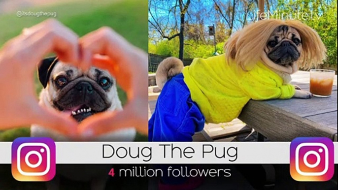 The Most Instagram-Famous Pets