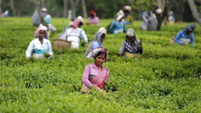 Bengal: Tea garden workers crucial in 5th phase