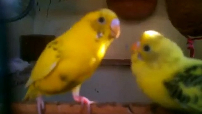 Parrots bird to keep as a pet  Budgerigar  love birds
