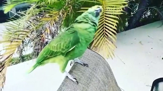Baby Animals  Funny Parrots And Cute Birds Compilation (2021) Loros Adorables Recopilación #1